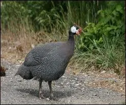 La pintade est un oiseau dodu de basse-cour. Quel est son continent d'origine ?