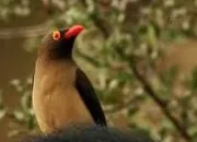 Quiz Les animaux de la savane