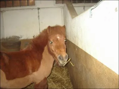 Quelle est la race de ce cheval ?