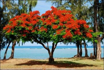 Il fleurit pour la saison des ftes, c'est l'arbre symbole de Nol  La Runion; c'est le ...