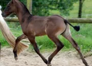 Quiz Robes des chevaux et poneys