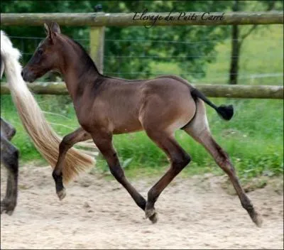 Quelle est la robe de ce cheval ?