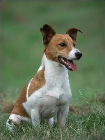 Je suis un chien de compagnie, je suis quelque peu collant. Je sais bien faire le clown et l'acrobate, car mon dressage est ais.