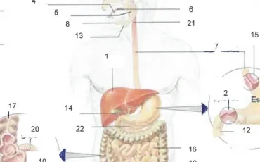 Quiz Medecine