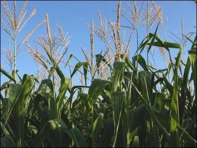 Quel est ce type de plante ?