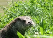 Quiz Faune Natura 2000 sur le marais de Brouage