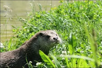 Quel est cet animal trs discret ? (Photo (c) OBIOS)