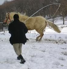 Quiz Chevaux