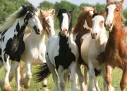 Quiz Les chevaux et toi