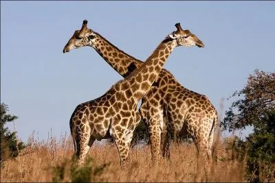 Animal qui a la tête et le cou du chameau, tacheté comme un léopard. Quel peut-il être ?