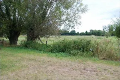 Mon nom scientifique est Salix viminalis, je demande un sol humide et du soleil, je suis souvent taill en ttard, je peux atteindre 3  6 m, je suis :