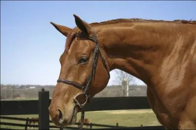 Que faut-il mettre sur le cheval en premier lieu ?