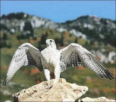 Je suis plus fort, plus massif et j'ai les ailes plus larges que le faucon plerin. En vol soutenu mes battements d'ailes sont plus lents et lgers que ceux du plerin. Je suis le...