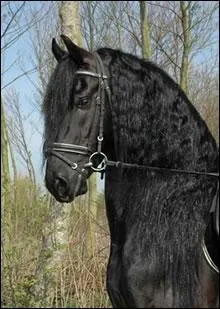 Quelle race est connue pour avoir t monte par les chevaliers du Moyen ge, sachant que cette race n'accepte que la robe noire mais trs rarement la blanche ?