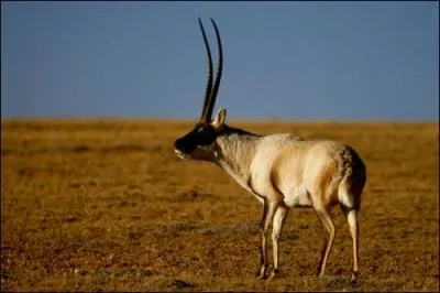 Quel est le nom de cette antilope asiatique ?