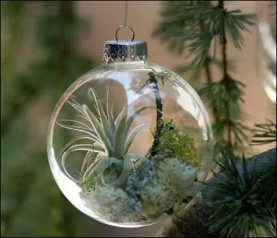 Une trs jolie boule de Nol, comme un petit jardin exotique... A propos, le jardin exotique de Monaco est situ ?