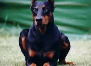 Quiz Dobermann