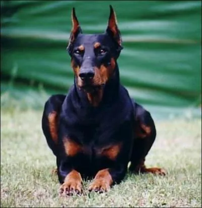 Quel est le pays d'origine du Dobermann pinscher ?