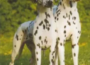 Quiz Le dalmatien