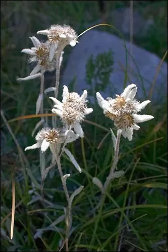 Quelle est cette fleur de montagne ?