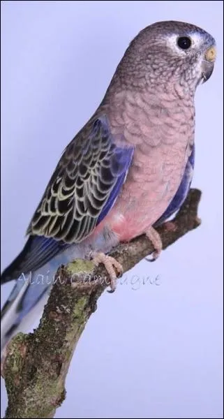 Originaires d'Autralie, ces oiseaux au plumage parfois rose mesurent une vingtaine de centimtres et vivent le soir ou la nuit en petits groupes. Il s'agit bien sr de :