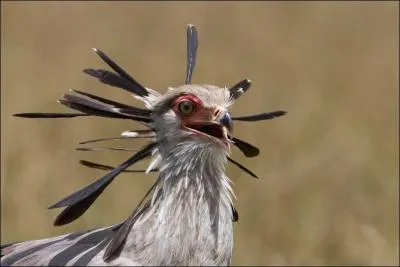 Ce magnifique rapace, le secrtaire, s'est spcialis dans la capture des ...