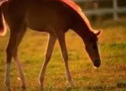 Quiz Les chevaux et les poulains