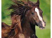 Quiz Les races de chevaux