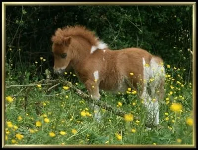 On dtermine la taille d'un cheval en le mesurant du sol...