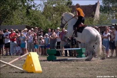 De quelle race est ce cheval ?