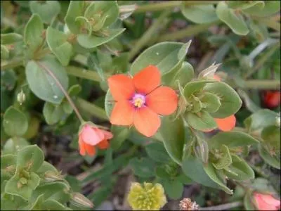 Je vous donne "rendez-vous" dans un jardin fleuri. Vous y trouverez des "... " modestes, en rouge ou en bleu.