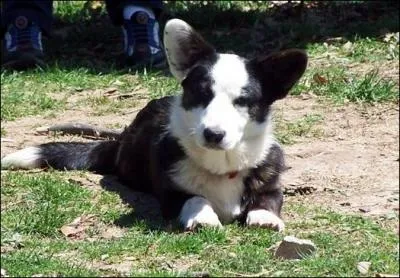 Quel est cette race de chiens ?