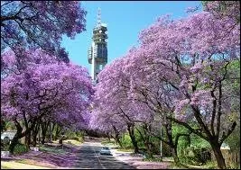 Dans quelle ville aux rues bordes de jacarandas sige le gouvernement ?