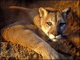 Le lion des montagnes ou couguar vit  l'tat sauvage en Amrique du Nord et en Amrique du Sud. Il est galement connu sous le nom de 