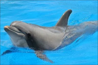 Parmi ces affirmations concernant les dauphins, une seule est fausse. Laquelle ?