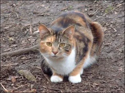 Je suis une petite chatte au pelage caille mais je ne peut pas avoir de chatons. Je suis...