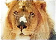 Comment se nomme ce lion, dot d'un fort strabisme, d'une srie des annes 70 ?