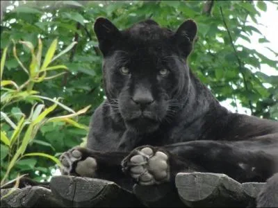 Je suis l'amie de Mowgli, me reconnaissez-vous ?