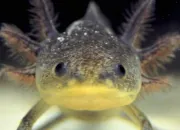 Quiz Dcouvrir Julio Cortzar avec Axolotls. N1