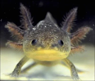 Complétez : Il fut une époque où je (...) beaucoup aux axolotls.