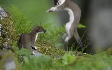 Quiz Animaux