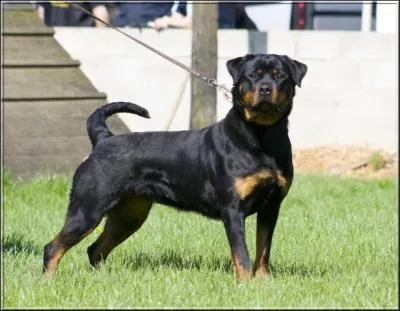 S'agit-il d'un chien de chasse ?