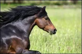 D'o vient cette magnifique race de poney ?