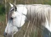 Quiz Races de chevaux