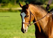 Quiz Connaissez-vous les chevaux ?