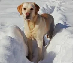 Quelle race de chiens est-ce ?