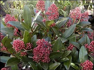 Le Skimmia est ...