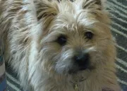 Quiz Les cairn terriers