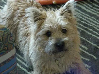 Qu'est-ce qu'un cairn terrier ?