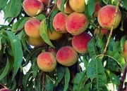 Quiz Des arbres et leurs fruits